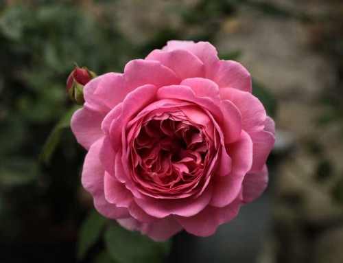 Irish Gardens : Formal Planting or Nature’s Design